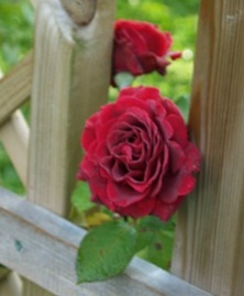 rose