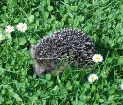 hedgehog in autum